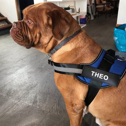 EasyHarness® - Harnais pour Chien Personnalisé Anti-Traction